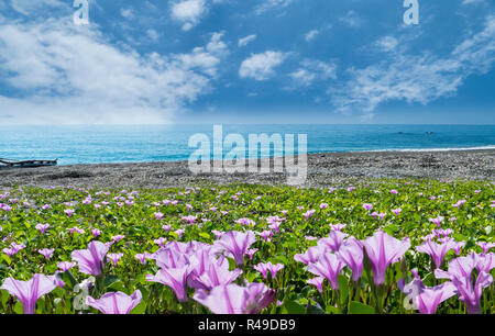 Belle fleur rose à côté de la plage avec une belle couleur d'arrière-plan Banque D'Images