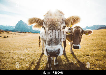 Grand-angle drôle vue rapprochée des vaches sur les prairies alpines les yeux dans la caméra, Alpe di Siusi, le Tyrol du Sud, Italie Banque D'Images