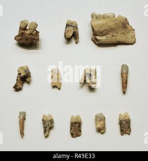 Homo antecessor. Mâchoire et dents les fragments d'un adolescent entre 13 et 14 ans (1) d'hominidés. Paléolithique inférieur. 900000-800000 BC. TD niveau6, Gran Dolina. Atapuerca, province de Burgos. Musée Archéologique National. Madrid. L'Espagne. Banque D'Images