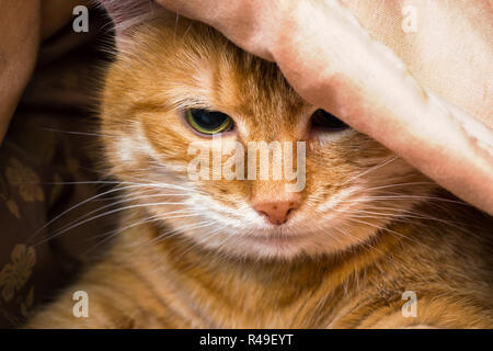 Museau chat rouge, à l'sous les couvertures Banque D'Images