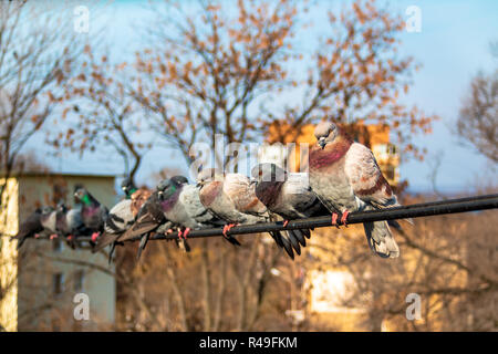 Pigeons sur le fil contre l'arrière-plan de les arbres d'automne avec des feuilles sèches et urbain d'immeubles d'appartements. Banque D'Images
