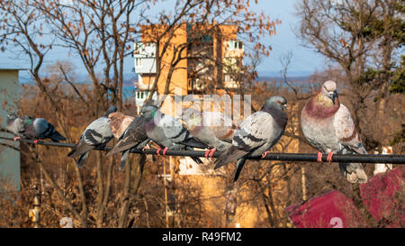 Pigeons sur le fil contre l'arrière-plan de les arbres d'automne avec des feuilles sèches et urbain d'immeubles d'appartements. Banque D'Images