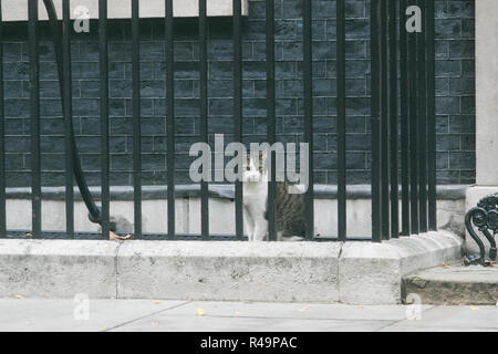 Londres, Royaume-Uni. 26 Nov, 2018. Larry le chat et le chef du Bureau du Cabinet à mouser à Downing Street London Crédit : amer ghazzal/Alamy Live News Banque D'Images
