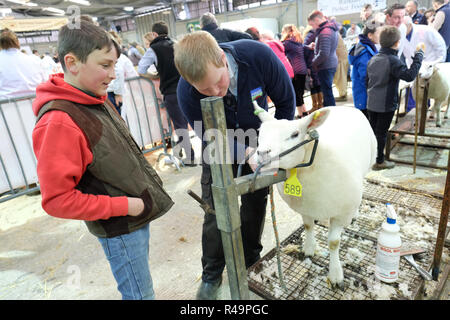 Royal Welsh Showground, Builth Wells, Powys, Wales, UK - Winter Fair - Lundi 26 novembre 2018 - Les agriculteurs jeunes et vieux préparer un agneau Texel pour juger - l'agneau gallois les agriculteurs à faire face à une période d'incertitude au cours de la processus Brexit avec beaucoup du produit exporté - Photo Steven Mai / Alamy Live News Banque D'Images