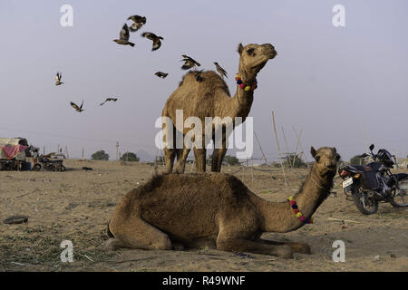 La ville d'Ajmer, Rajasthan, Inde. 8 juillet, 2018. Les oiseaux sont vus en vol au-dessus d'un chameau pendant l'événement.Tenue chaque année en novembre au moment de la pleine lune de Kartik Purnima, Pushkar Camel Fair est une des plus expériences de voyages, un spectacle sur une échelle épique, attirant des milliers de chameaux et visité par des milliers de personnes au cours d'une période d'environ 14 jours. Credit : Enzo Tomasiello SOPA/Images/ZUMA/Alamy Fil Live News Banque D'Images