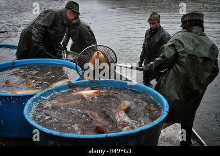 Suhrovice, République tchèque. 26 Nov, 2018. Les pêcheurs tchèque tirer un bénéfice net au cours du traditionnel courrier Carp Lake à Suhrovice dans le Paradis tchèque, République tchèque. Suhrovice Le village se trouve à 70 kilomètres au nord de Prague.La carpe courriers a lieu une fois par an dans la période d'automne. Dans le Paradis tchèque est la méthode traditionnelle de la chasse. Carpes sont maintenus en vie jusqu'à ce qu'ils peuvent être vendus 3-4 jours avant Noël le 24 décembre. Carp est le traditionnel repas de Noël et délicate. Credit : Slavek Ruta/ZUMA/Alamy Fil Live News Banque D'Images