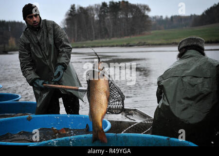 Suhrovice, République tchèque. 26 Nov, 2018. Les pêcheurs tchèque tirer un bénéfice net au cours du traditionnel courrier Carp Lake à Suhrovice dans le Paradis tchèque, République tchèque. Suhrovice Le village se trouve à 70 kilomètres au nord de Prague.La carpe courriers a lieu une fois par an dans la période d'automne. Dans le Paradis tchèque est la méthode traditionnelle de la chasse. Carpes sont maintenus en vie jusqu'à ce qu'ils peuvent être vendus 3-4 jours avant Noël le 24 décembre. Carp est le traditionnel repas de Noël et délicate. Credit : Slavek Ruta/ZUMA/Alamy Fil Live News Banque D'Images