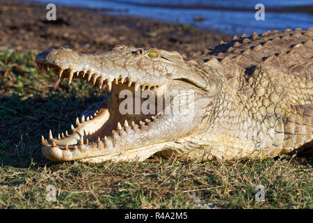 Le crocodile du Nil (Crocodylus niloticus), bouche grande ouverte pour la thermorégulation, sur la banque, Coucher de Dam, Kruger National Park, Afrique du Sud, l'Afrique Banque D'Images