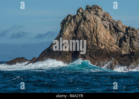 Une île rocheuse provient de l'océan Pacifique, cela fait partie de l'îles Farallon, en Californie. Banque D'Images