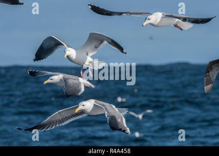 A Flock of seagulls, plus précisément le western Gull (Larus occidentalis) feeding out en plein océan au large de la Californie. Banque D'Images