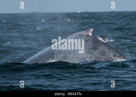 Une baleine à bosse brièvement des surfaces dans l'îles Farallon National Marine Sanctuary au large de la côte de San Francisco. Banque D'Images