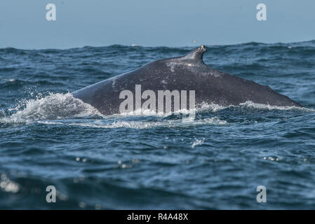 Une baleine à bosse brièvement des surfaces dans l'îles Farallon National Marine Sanctuary au large de la côte de San Francisco. Banque D'Images