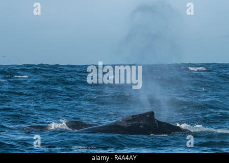 Une baleine à bosse et les surfaces brièvement jusqu'envoie un nuage de pulvérisation dans les îles Farallon National Marine Sanctuary au large de la côte de San Francisco. Banque D'Images