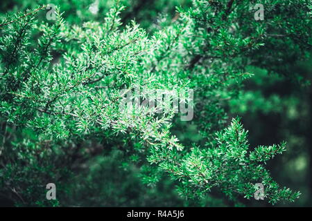 Close up image d'un arbre de Manuka, également connu sous le nom de l'arbre de thé de Nouvelle-zélande Leptospermum scoparium. Banque D'Images