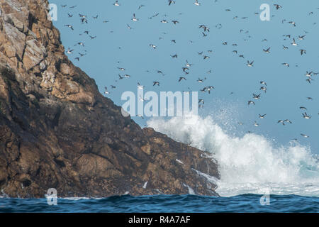Les Guillemots marmettes survoler les eaux de l'océan au Farallon Islands au large de la Californie. Banque D'Images