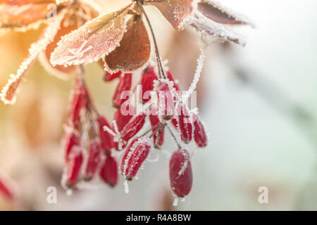 Les baies d'épine-vinette rouge (Berberis vulgaris, Berberis thunbergii Berberis Coronita) Amérique latine, couverts de givre sur une journée d'hiver ensoleillée frosty dans le parc Banque D'Images