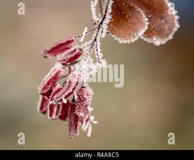 Les baies d'épine-vinette rouge (Berberis vulgaris, Berberis thunbergii Berberis Coronita) Amérique latine, couverts de givre sur une journée d'hiver ensoleillée frosty. Close-up Banque D'Images