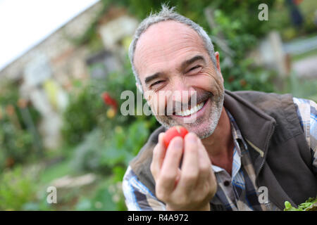 Cheerful senior man showing tomates du jardin Banque D'Images