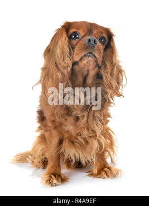 Cavalier King Charles in front of white background Banque D'Images