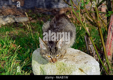 Chaton tigré gris blanc sur boulder en embuscade à position et regarder intensément, frontale Vue rapprochée Banque D'Images