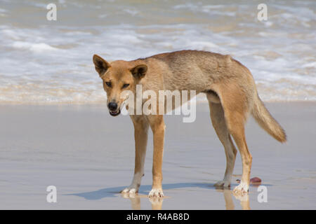 Dingo (Canis lupus dingo) sur plage sur Fraser Island, Australie sur une journée ensoleillée Banque D'Images