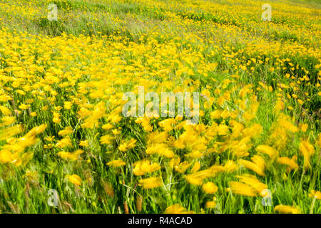 Plein champ de renoncules et herbes sauvages autour de soufflage dans une brise de printemps la création d'une représentation du mouvement impressionniste Banque D'Images