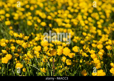 Plein champ de renoncules et les herbes folles Banque D'Images