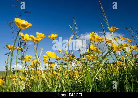 Plein champ de renoncules et herbes sauvages contre un ciel bleu dans le North York Moors national park Banque D'Images