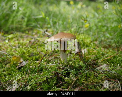 Toadstool escargot amd en forêt amanita fulva Banque D'Images