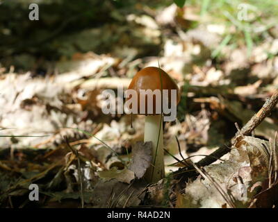 Toadstool en forêt amanita fulva Banque D'Images