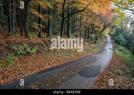 La route goudronnée à travers une forêt d'automne. Banque D'Images