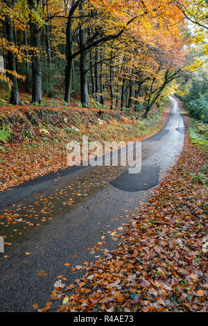 La route goudronnée à travers une forêt d'automne. Banque D'Images