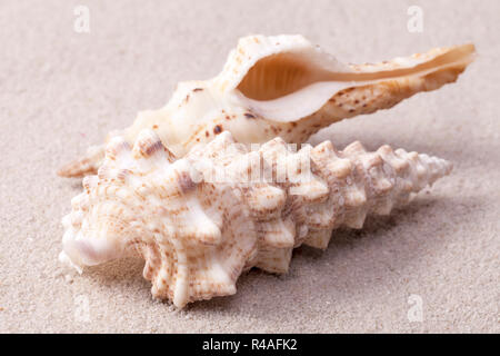 Les coquillages d'escargots de la vis située sur le sable, Close up Banque D'Images