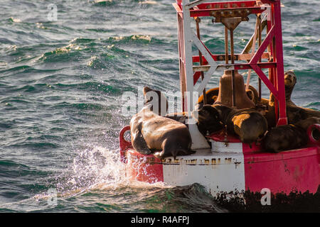 Un groupe de lions de mer se reposant sur une bouée à l'entrée de Moss Landing Harbour, baie de Monterey, Californie Banque D'Images