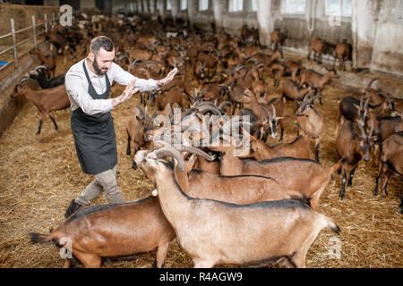 Portrait d'un farmerscarried drôle avec les chèvres dans la grande écurie de la ferme laitière Banque D'Images