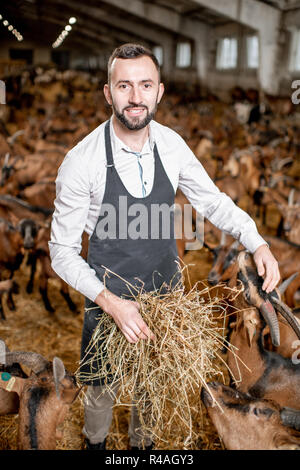Portrait of a handsome agriculteur avec l'alimentation des chèvres de race alpine du foin dans la grande écurie de la ferme laitière Banque D'Images