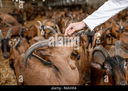 Caressant avec belle main vétérinaire les chèvres de race alpine à l'étable d'une ferme laitière. Close-up image avec pas de visage Banque D'Images