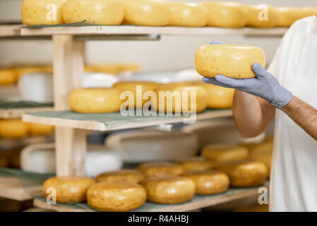 Travailleur en prenant des gants de meule de fromage salé frais prêt pour le processus de vieillissement à la fabrication. Vue rapprochée Banque D'Images