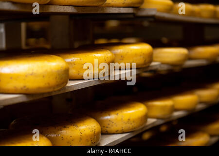 Roues de fromage sur le plateau de l'entreposage pendant le processus de vieillissement Banque D'Images