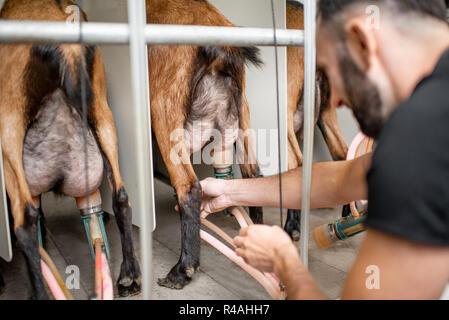 L'insertion de l'homme les graisseurs de la machine à traire pendant le processus de la traite à la ferme de chèvre Banque D'Images