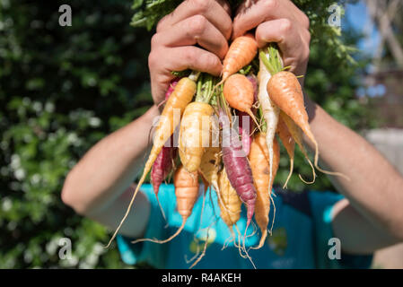 Un jeune homme de l'Australie blanche 21 ans holding up home grown légumes anciens carottes dans une arrière cour jardin Banque D'Images