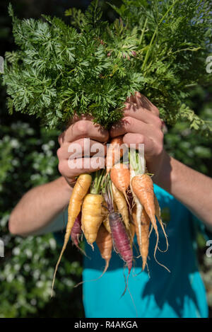 Un jeune homme de l'Australie blanche 21 ans holding up home grown légumes anciens carottes dans une arrière cour jardin Banque D'Images