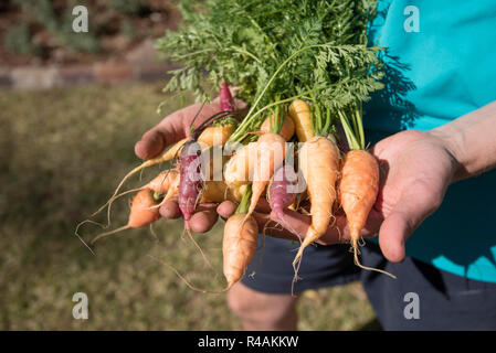 Un jeune homme de l'Australie blanche 21 ans holding up home grown légumes anciens carottes dans une arrière cour jardin Banque D'Images