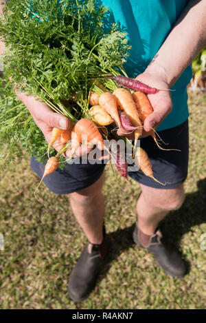 Un jeune homme de l'Australie blanche 21 ans holding up home grown légumes anciens carottes dans une arrière cour jardin Banque D'Images