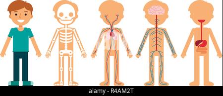 L'anatomie du corps garçon vector illustration. Squelette humain, système circulatoire, système nerveux et digestif. Illustration de Vecteur