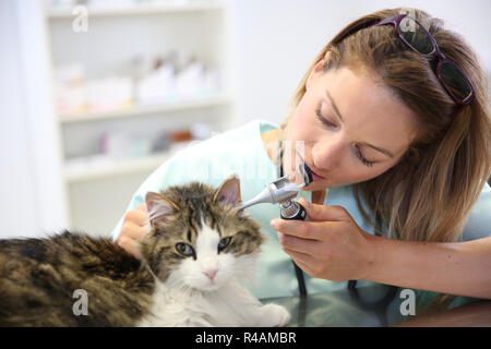 L'examen vétérinaire l'infection de l'oreille de chat Banque D'Images