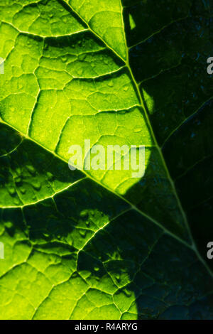 Un grand stripy palnt feuilles couvertes dans la rosée avec des gouttes d'eau qui reflète la lumière du soleil sur la surface des feuilles. Banque D'Images