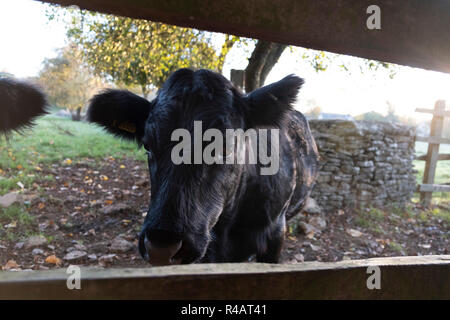 Vaches Noires dans le champ d'un agriculteur à la recherche à travers une clôture comme le matin soleils rtises derrière. Banque D'Images