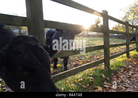 Vaches Noires dans le champ d'un agriculteur à la recherche à travers une clôture comme le matin soleils rtises derrière. Banque D'Images