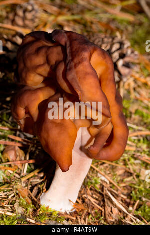 Faux à capuchon (Gyromitra infula, Morel) Banque D'Images